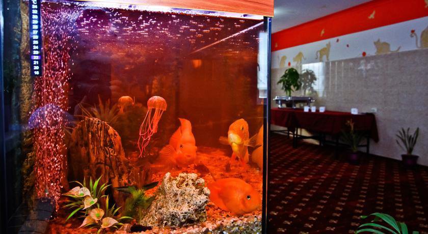 Гостиница Homehotel Внуково-20